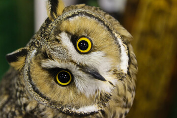 The stunning yellow eyes of an owl