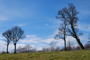 Fototapeta na wymiar 牧草地の木々