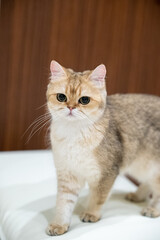 Fototapeta premium ブリティッシュゴールデン猫、可愛い