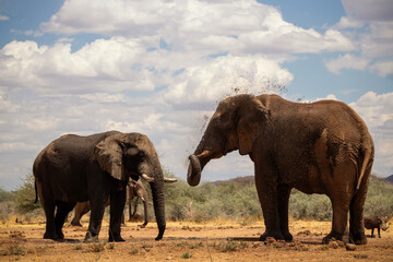 Wild african animals. African Bush Elephants in the grassland on a sunny day.