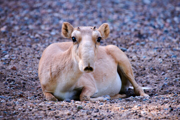 The saiga antelope. Saiga antelope in artificial habitat.

The saiga antelope is a critically endangered antelope that originally inhabited a vast area of the Eurasian steppe. 
