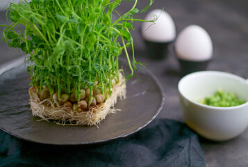 Close-up of microgreens. Germination of microgreens. Germination of seeds at home. Vegan and...