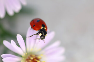 Ladybug crawling on grey background