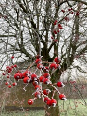 red berries on a tree
