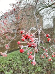 red berries on a tree