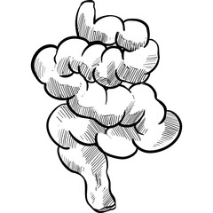 intestines handdrawn illustration