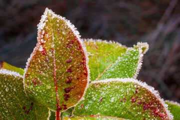 A branch of an apple tree with leaves that have changed their colors in the fall