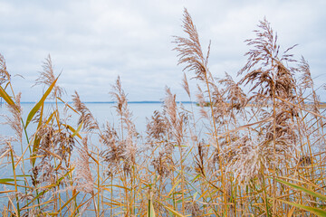 Reed on the banks of the lake