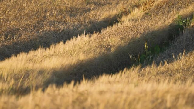 Deep tractor tracks in the golden field of ripe wheat. Parallax shot. Bokeh backgroound.