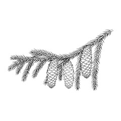 Spruce branch with cones. Coniferous tree. Outline drawing. Hand drawn vector illustration. Design element. For coloring, cards, printing, packaging, invitations, business cards, advertising