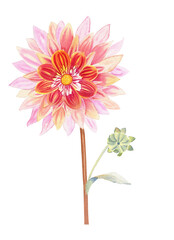 Dahlia flower watercolor illustration. Hand drawn realistic botanical image for postcards and invitations.