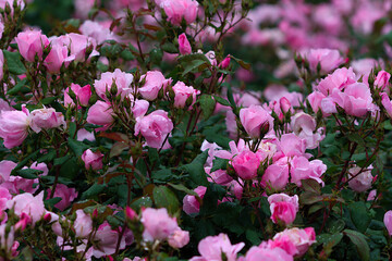 pink and white rose flowers