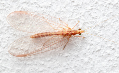 Fly on a white wall. Macro