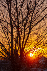 Fototapeta premium Bare tree branches at sunset in winter