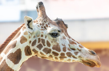 Portrait of a giraffe in the zoo