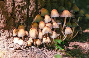 Toadstool mushrooms grow on the ground