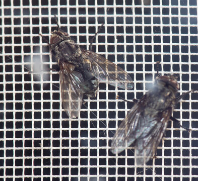 Close-up of flies on a mosquito net. Macro