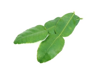 Fresh organic kaffir lime leaves without chemicals, green leaves, placed on a white background.	