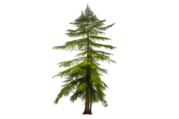 : young Redwood