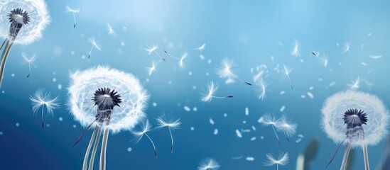Dandelion spreads seeds by wind.