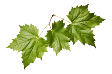 Fotobehang grape leaves © Tor Gilje