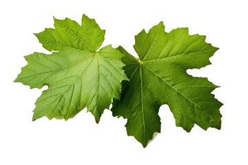 Fototapeta premium grape leaves