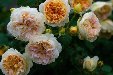 yellow roses in garden