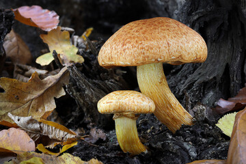 Two Gymnopilus junonius mushrooms commonly known as spectacular rustgill