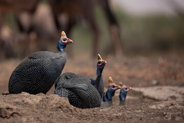 The helmeted guineafowl (Numidia meleagris) is the best known of the guineafowl bird family.