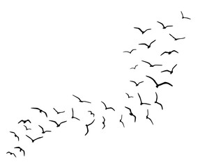 black butterfly design vector 