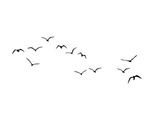 birds in flight flock of birds flyig - obrazy, fototapety, plakaty