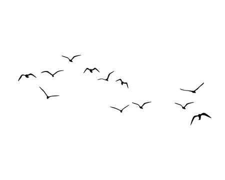 birds in flight flock of birds flyig