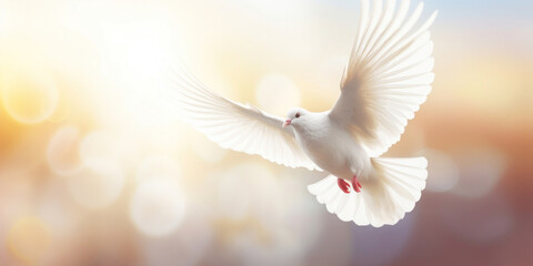 White dove flying in the air with bokeh background. Freedom concept.
