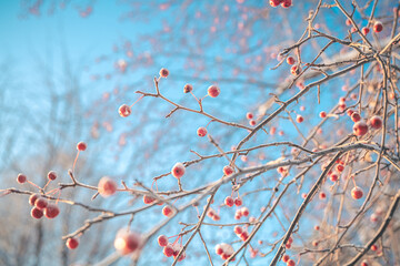 Small apples ranette in winter under snow, ice, frost, winter concept, natural winter background