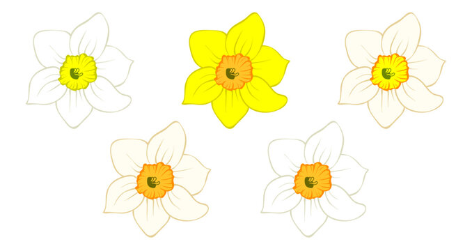 Daffodil flower bud, narcissus blooming head isolated on white. Hand drawn sketch of yellow and orange colors. Vector picture for Easter illustration, spring or summer colorful floral design, print.