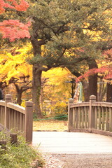 秋の紅葉に染まる公園