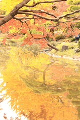 Obraz na płótnie Canvas 秋の紅葉に染まる公園