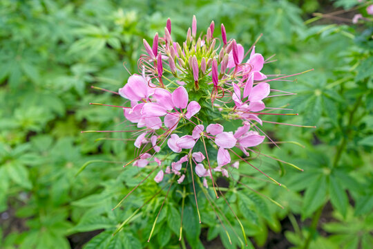 pink cleomaceae spider flowers in the garden blurred background