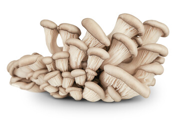 oyster mushrooms isolated on a white background