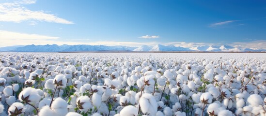Iceland's southern Arctic cotton field. - obrazy, fototapety, plakaty