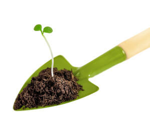  sprout on the scapula is isolated on a white background