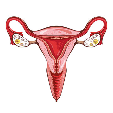 Female reproductive system. Vector illustration. Uterus.
