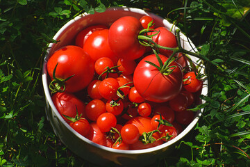 a basket of fresh red tomatoes from the garden