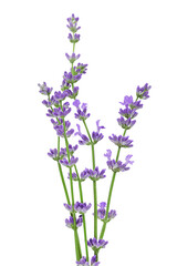 Obraz premium Bouquet of lavender flowers isolated on white background