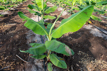 Banana tree are growing off the farm, Young banana plants farm
