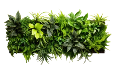 Poster Green Serenity Elevate Your Atmosphere with ZenGrove Plant Wall isolated on transparent background © Yasir