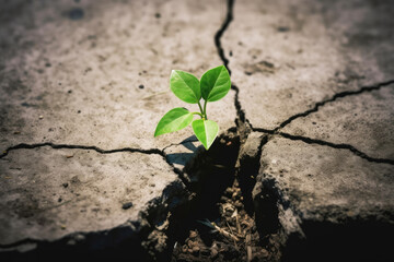 plant in the ground, New Sprout Green Plant Growth in Cracked Concrete ..Recovery and Challenge in Life or Business Concept.Economic Crisis Symbol or Ecology System.