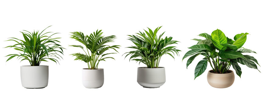 Set Of Green Plants In Potted For Interior Decoration Isolated On Transparent Png Background, Houseplant For Decorated In Bedroom Or Living Room, Minimal Natural Health Concept.