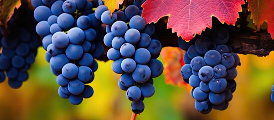 Naklejka premium Vibrant fall in vineyards near Montalcino, Tuscany, ripe blue sangiovese grapes after harvest, Italy, close up.