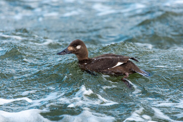 Close-up of a female of the velvet scoter (Melanitta fusca, velvet duck) swimming on water, a big brown sea duck
